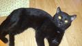 Найден чёрный кот